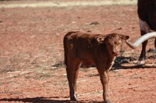 BG West Texas Cowboy 40